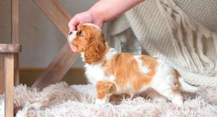 Teacup Cavalier