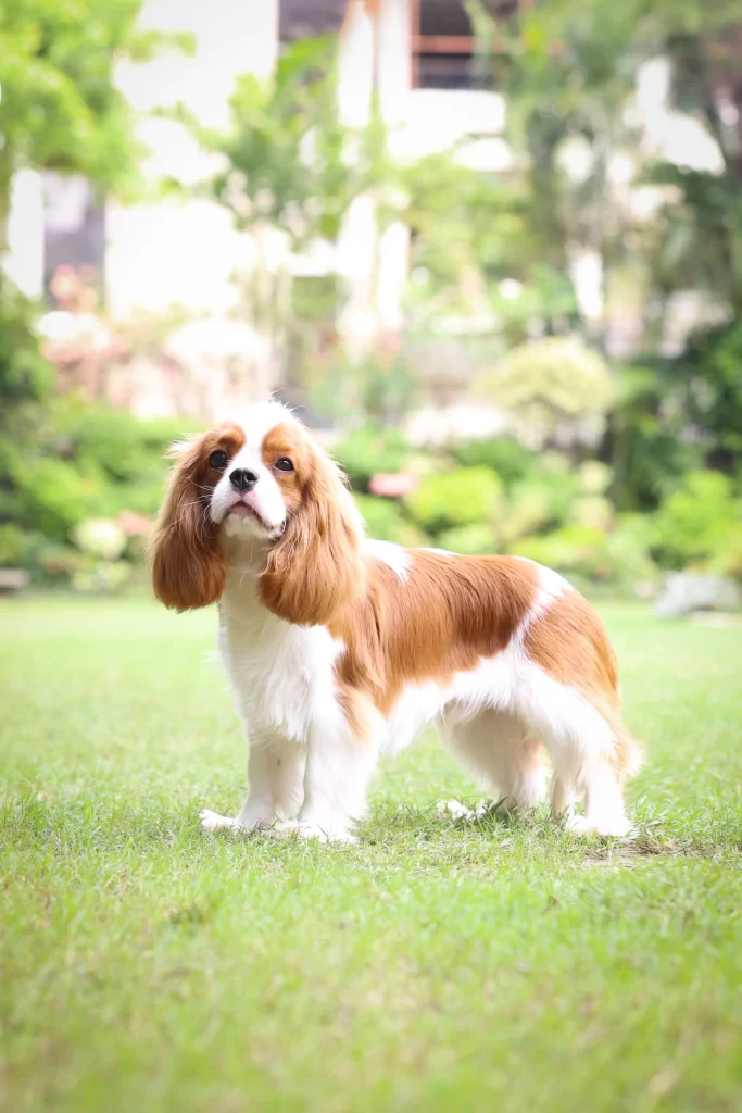 Blenheim Cavalier