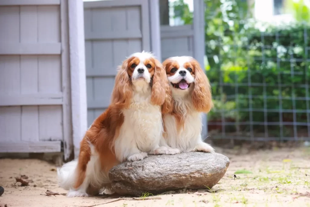 Male vs Female Cavalier Side-by-Side Comparison
