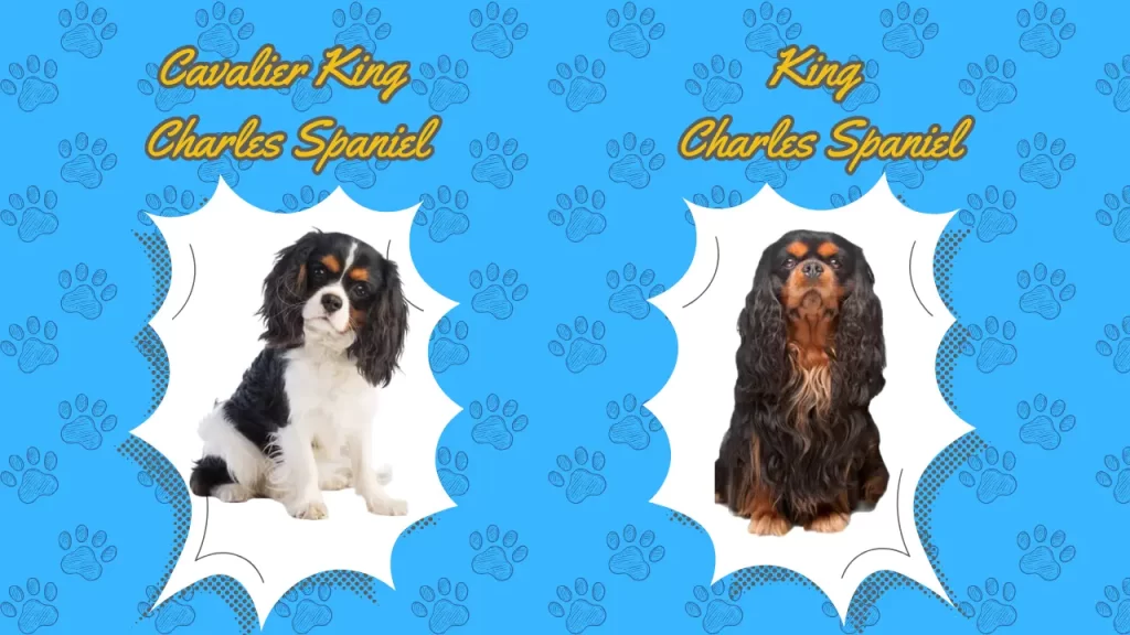 Cavalier King Charles Spaniel vs King Charles Spaniel