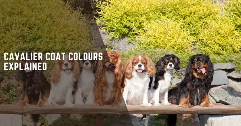 Cavalier Coat Colours