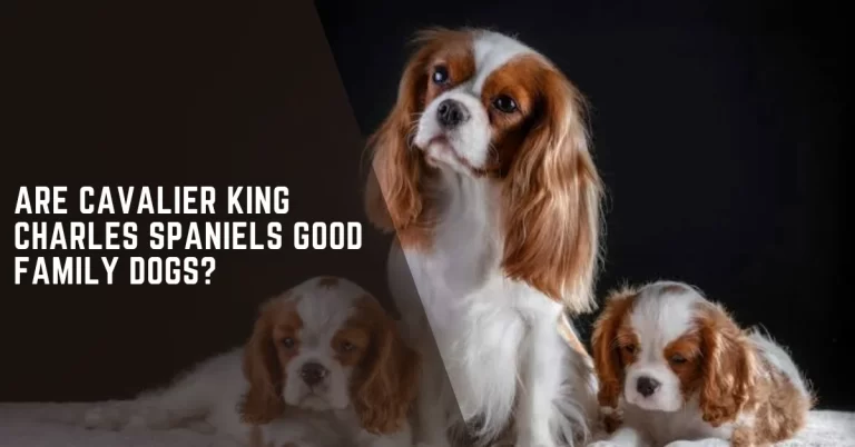 Cavaliers as Family Dogs
