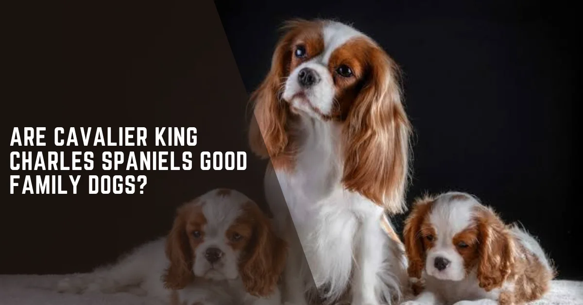 Cavaliers as Family Dogs