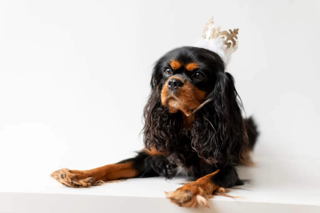 Black and Tan Cavalier King Charles Spaniel