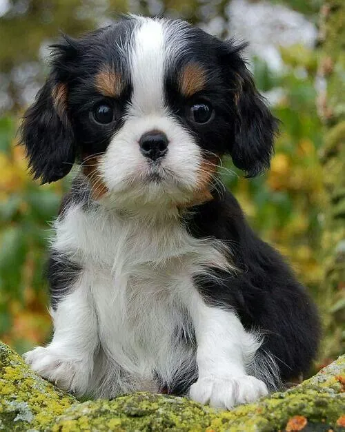 Tricolour Cavalier King Charles Spaniel