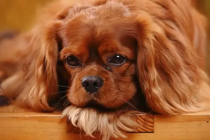 Ruby Cavalier King Charles Spaniel